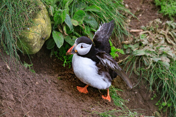 A Puffin’s Haven: Guarding the Nest Amidst Greenery