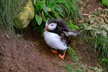 A Puffin’s Haven: Guarding the Nest Amidst Greenery