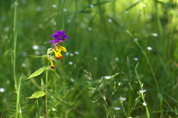 wild flowers in summer forest with close up