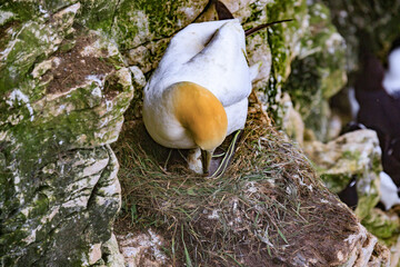 A Gannet’s Tender Moment: Nestling with Her Egg