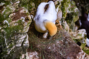 A Gannet’s Tender Moment: Nestling with Her Egg