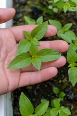 Purple and green basil seedlings in a greenhouse. High quality photo