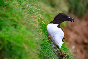 Razorbill’s Rest on the Green Cliffs of Bempton, York