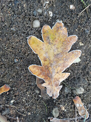 Herbst, Winter, Frost, Vereistes Laubblatt, 