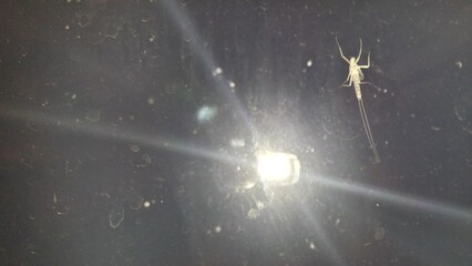 Insekt Geist, Transparent, Gruselig