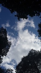 Himmelblick Baumkrone