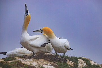  Graceful Dance of Unity: Gannets at Bempton Cliffs
