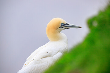 Elegant Gannet Amidst Nature’s Serenity