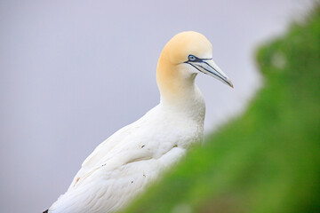 Elegant Gannet Amidst Nature’s Serenity