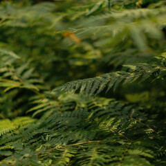 fern in the forest