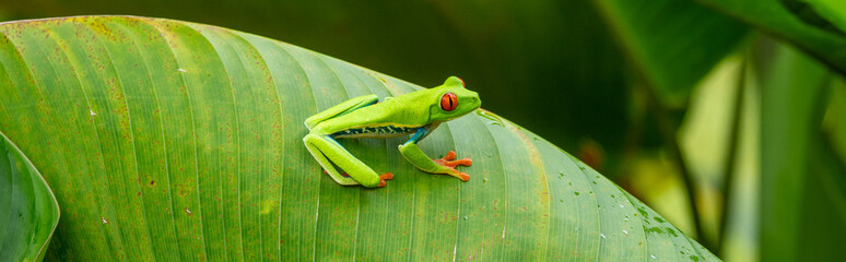 Red-eyed Tree Frog on a Leaf in Costa Rica Rain Forest Panorama