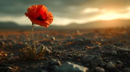 Fototapeten a single poppy in a warzone © Davy