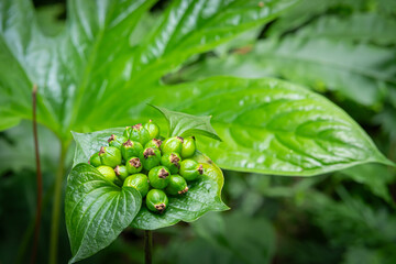 Tacca palmata Blume which grows in the Bogor Botanical Garden