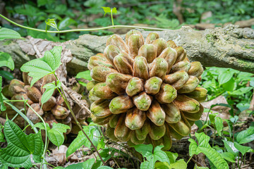 Phytocrene macrophylla growing in the botanical garden