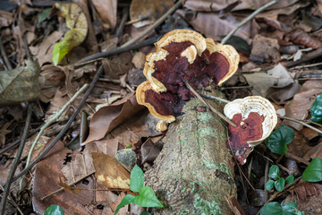 Earliella scabrosa mushroom growing in the botanical garden