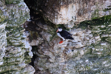 Puffins at Play: A Glimpse of Wildlife on Bempton Cliffs