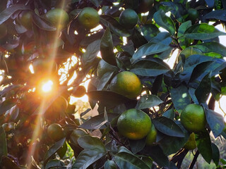 Green tangerines on the tree  with a glare of sunlight