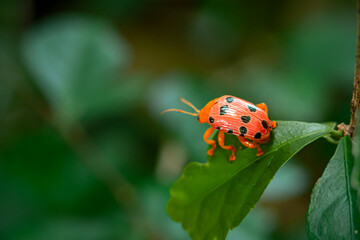 Crioceris duodecimpunctata crawling on a plant