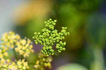 Dill flower buds