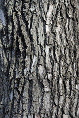 Obraz premium American sweetgum bark detail