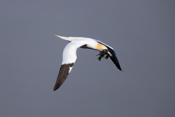 Graceful Flight: A Seagull Soars with Nesting Materials