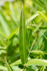 Dwarf white-striped Bamboo leaves