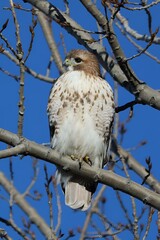 Juvenile Red-tailed Hawk perched in a tree at Riverdale Park South in Toronto, Ontario