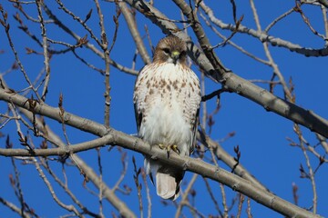 Obraz premium Juvenile Red-tailed Hawk perched in a tree at Riverdale Park South in Toronto, Ontario