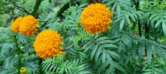 flower in the garden