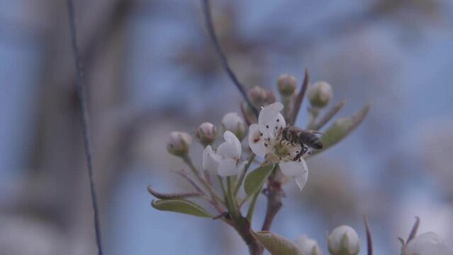 Abeja polinizadora de flor de &aacute;rbol de pera
