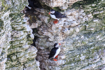 Puffins at Play: A Glimpse of Wildlife on Bempton Cliffs