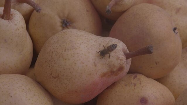 Abeja se alimenta de fruto de pera