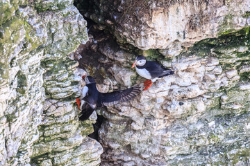 Puffins at Play: A Glimpse of Wildlife on Bempton Cliffs