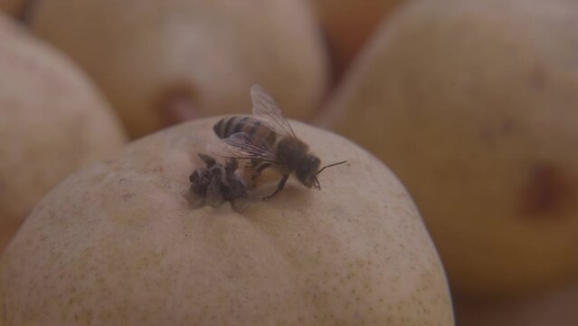 Abeja se alimenta de una pera