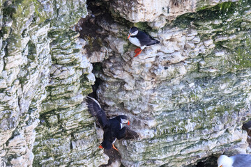 Puffins at Play: A Glimpse of Wildlife on Bempton Cliffs