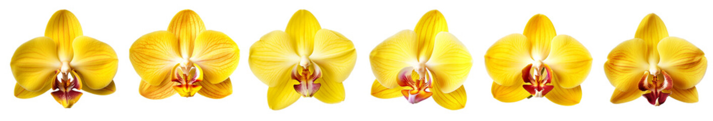 Fototapeta na wymiar isolated illustration of yellow orchid flowers. Created with Generative AI