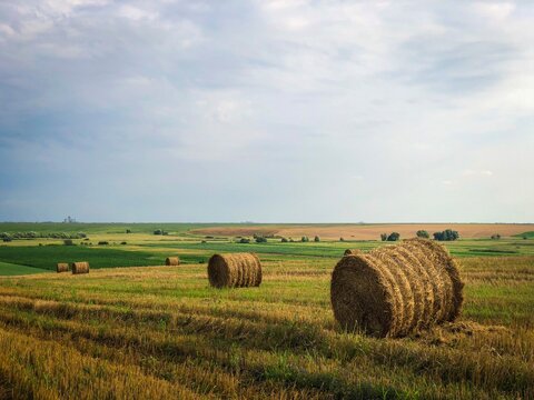 hay bales in the field