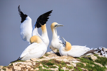 Elegant Gannets Perched on Coastal Rocks