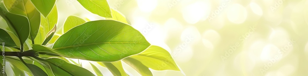 Aufkleber captivating closeup of blurred leaves on tree creating soft and bright bokeh background embodies fre