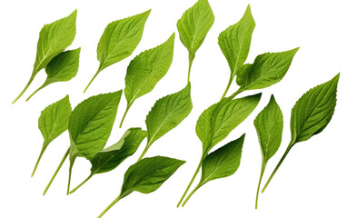 Plantain Leaves A Versatile Green Resource Isolated on a Transparent Background PNG.