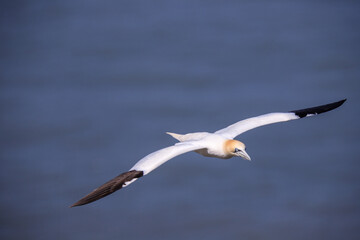 Fototapeta na wymiar Graceful Flight: A Seagull Soars with Nesting Materials