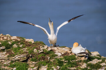  Graceful Dance of Unity: Gannets at Bempton Cliffs