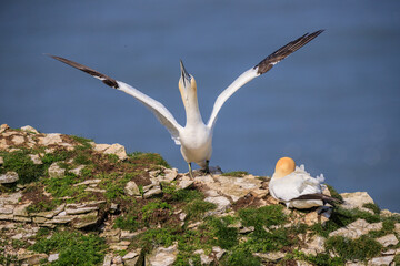  Graceful Dance of Unity: Gannets at Bempton Cliffs