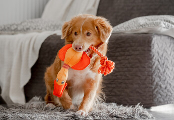 Toller Dog With Bright Toy Duck In Its Teeth Plays In Room, A Nova Scotia Retriever