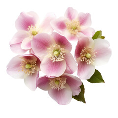 flower - Baby Pink...Bouquet. Hellebore: Serenity and tranquility
