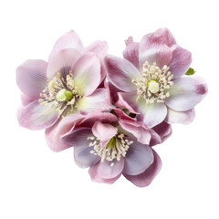 flower - cute Bouquet. Hellebore: Serenity and tranquility