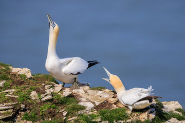  Graceful Dance of Unity: Gannets at Bempton Cliffs