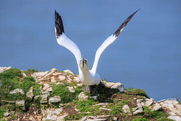 Graceful Gannet Takes Flight Amidst the Azure Sky
