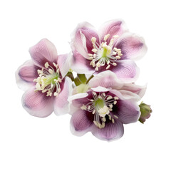 flower - nature bloom Bouquet. Hellebore: Serenity and tranquility