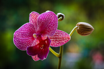 Purple Orchid Flowers - 730162295